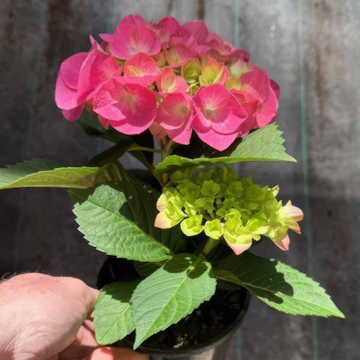 Flowering Hydrangea Pink - Garden Express Australia