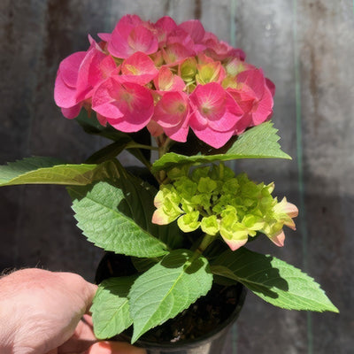 Flowering Hydrangea Pink - Garden Express Australia