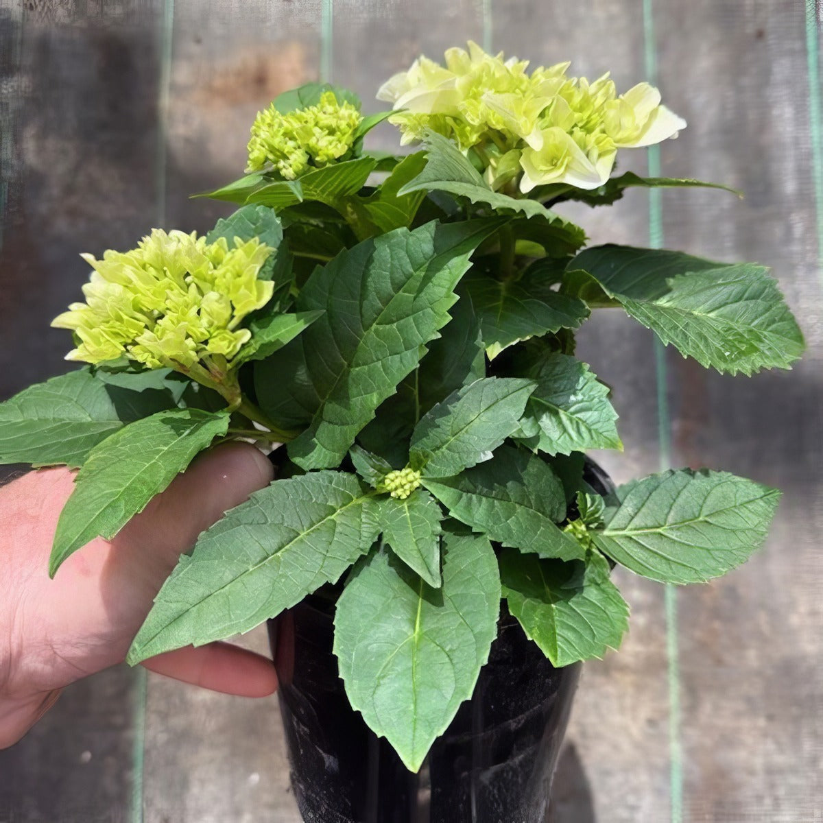 Flowering Hydrangea White - Garden Express Australia