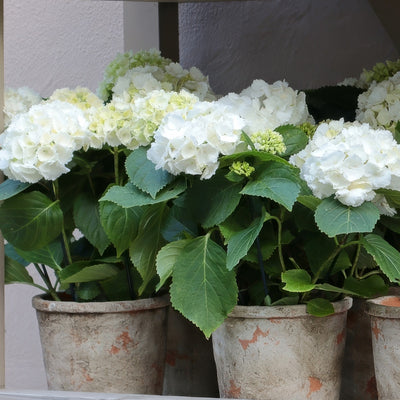 Hydrangea Tea Time White - Garden Express Australia