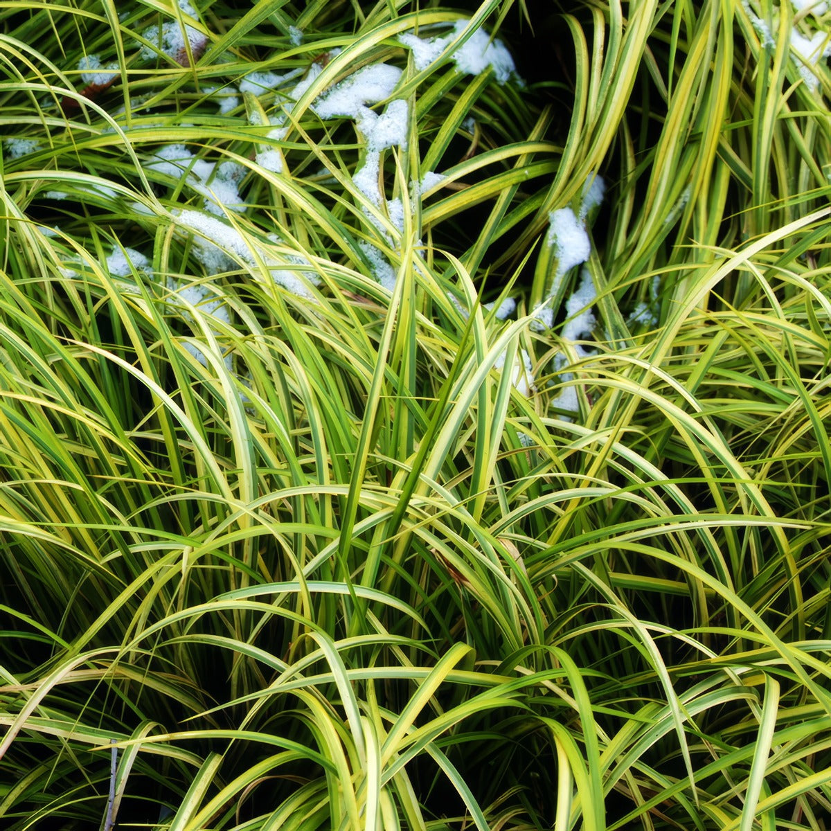 Japanese Variegated Sweet Flag P14japvsf - Garden Express Australia