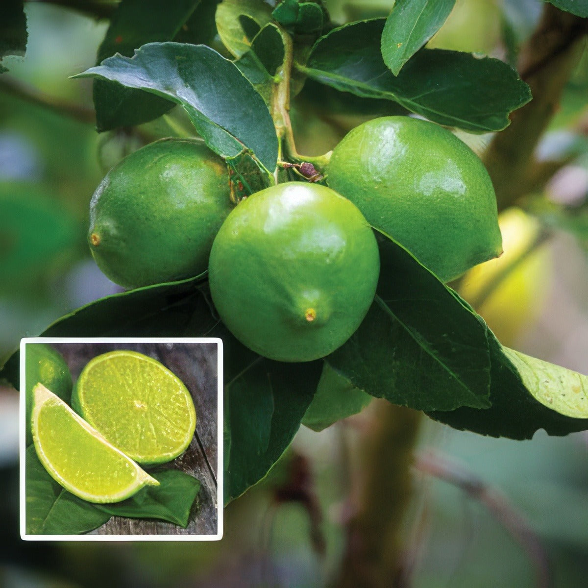 Tahitian Lime Ppllimtah - Garden Express Australia