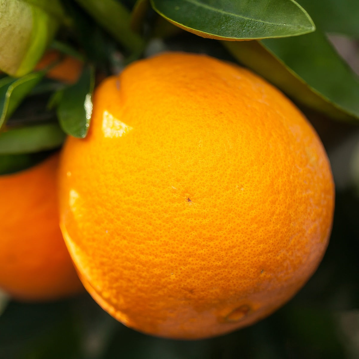 Dwarf Orange Washington Navel Ppldwawna - Garden Express Australia