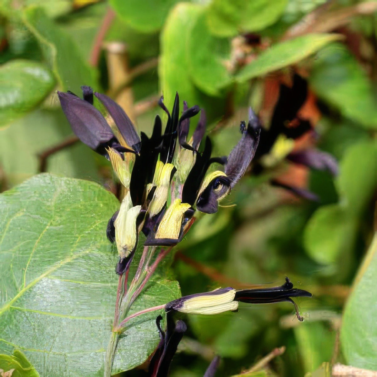 Black Coral Pea Pplblacpe - Garden Express Australia