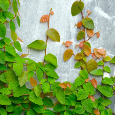 Creeping Fig - Garden Express Australia