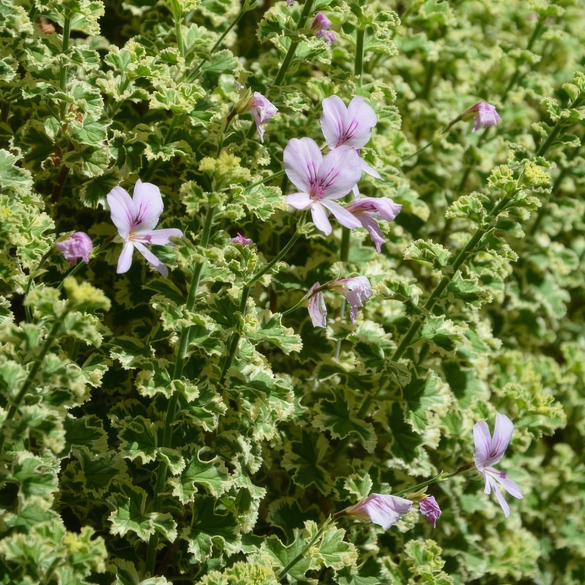 Variegated Lemon Scented Pelargonium P68pelvls - Garden Express Australia