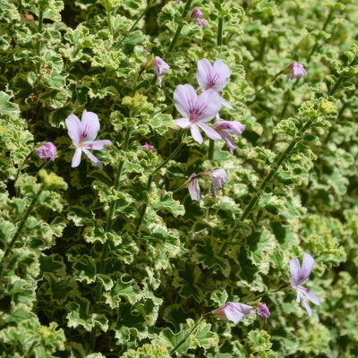 Variegated Lemon Scented Pelargonium P68pelvls - Garden Express Australia