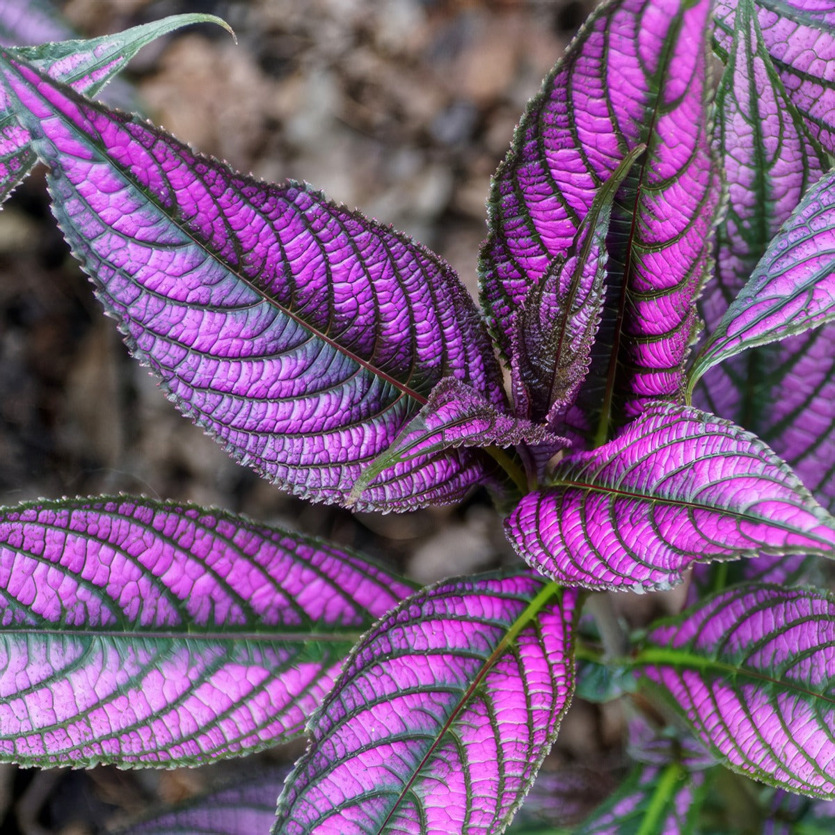 Persian Shield 1 Lpopershi - Garden Express Australia