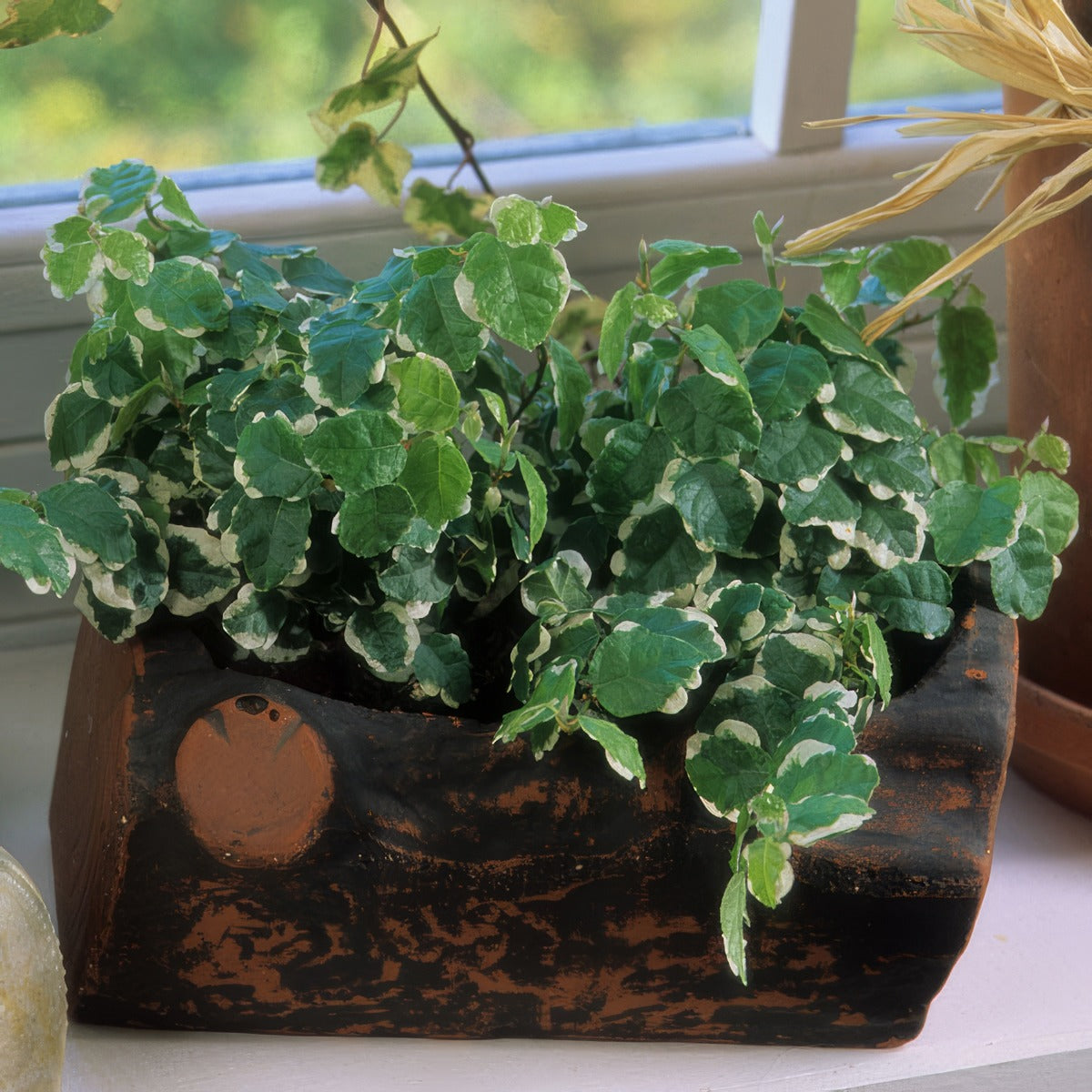 Variegated Creeping Fig Pplvarcfi - Garden Express Australia