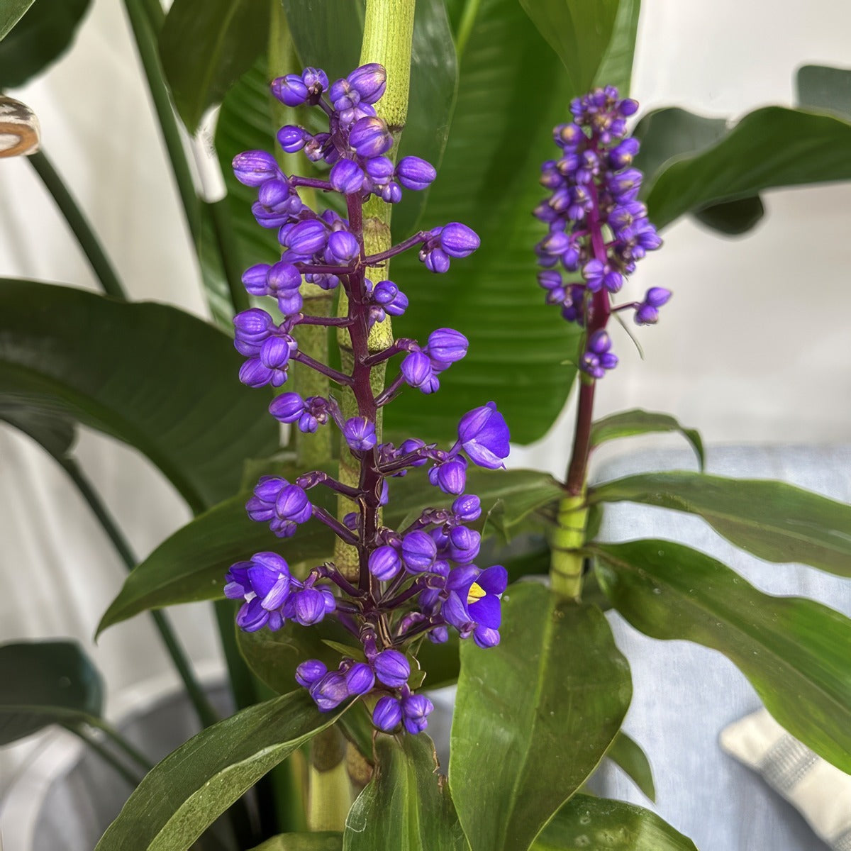 Blue Ginger 4 P75ginblu - Garden Express Australia
