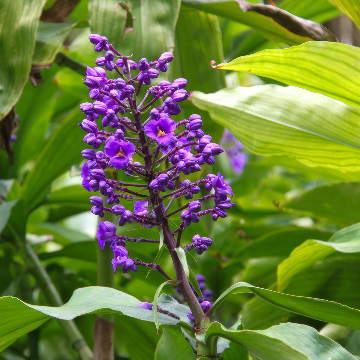 Blue Ginger P75ginblu - Garden Express Australia