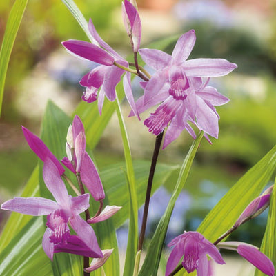 Chinese Ground Orchid 19 Pkchigor - Garden Express Australia