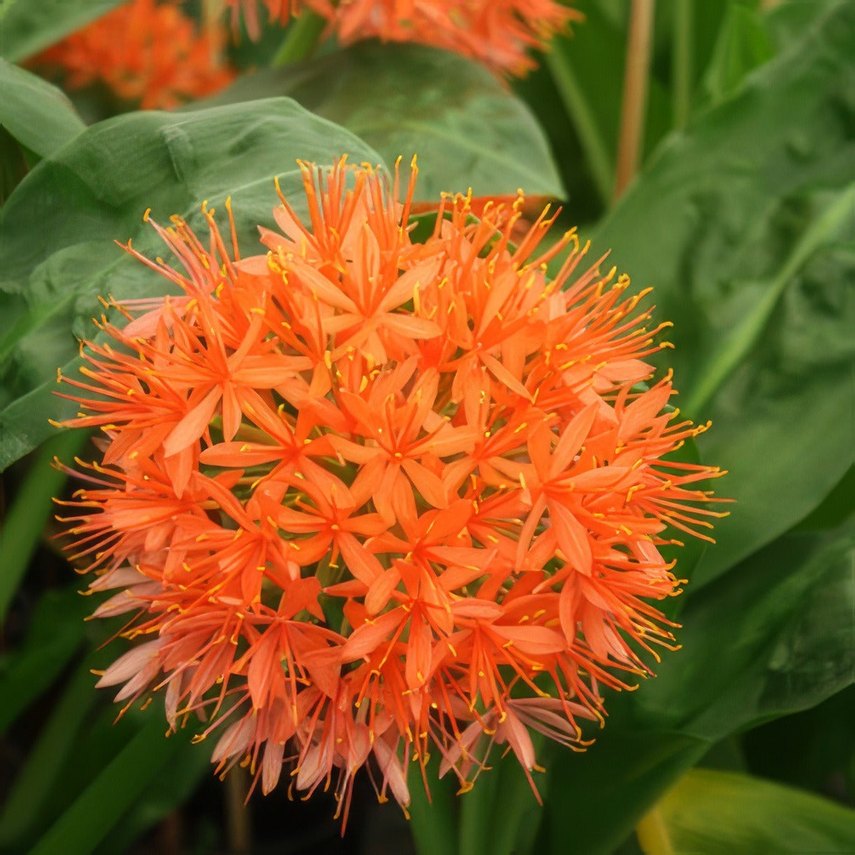 Scadoxus Pole Evansii X Giant 16 - Garden Express Australia