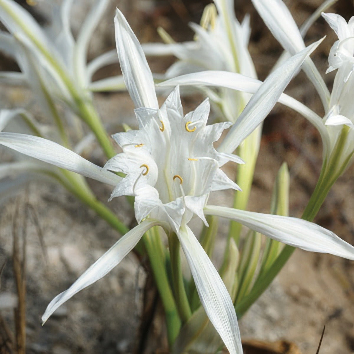 Sea Daffodil Pkseadaf - Garden Express Australia