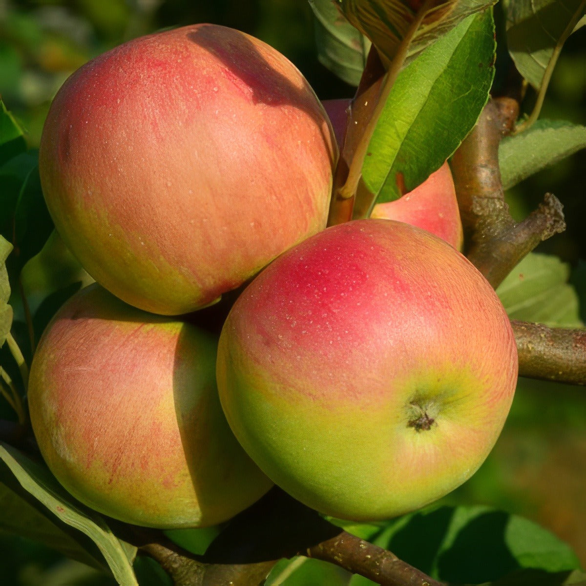 Aple Cox Orange Pippin 16 - Garden Express Australia