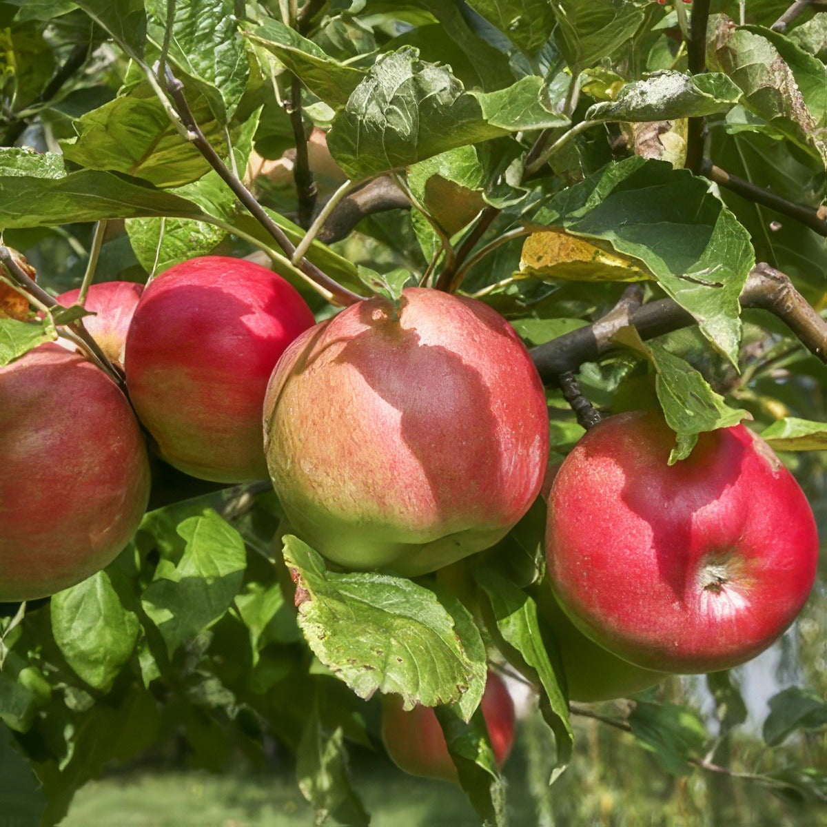 Apple Gala St 270241445 15 - Garden Express Australia