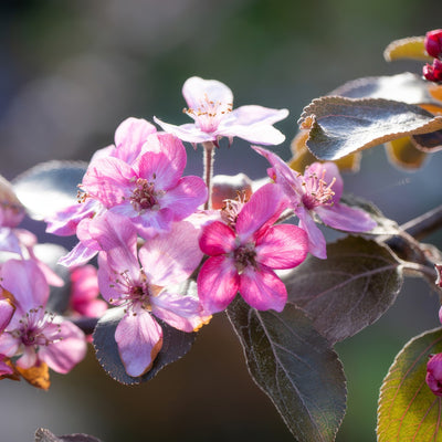 Dwarf Apple Magnus Summer Surprise Flower - Garden Express Australia