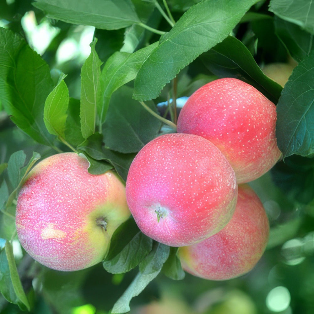Dwarf Apple Pink Lady – Garden Express Australia