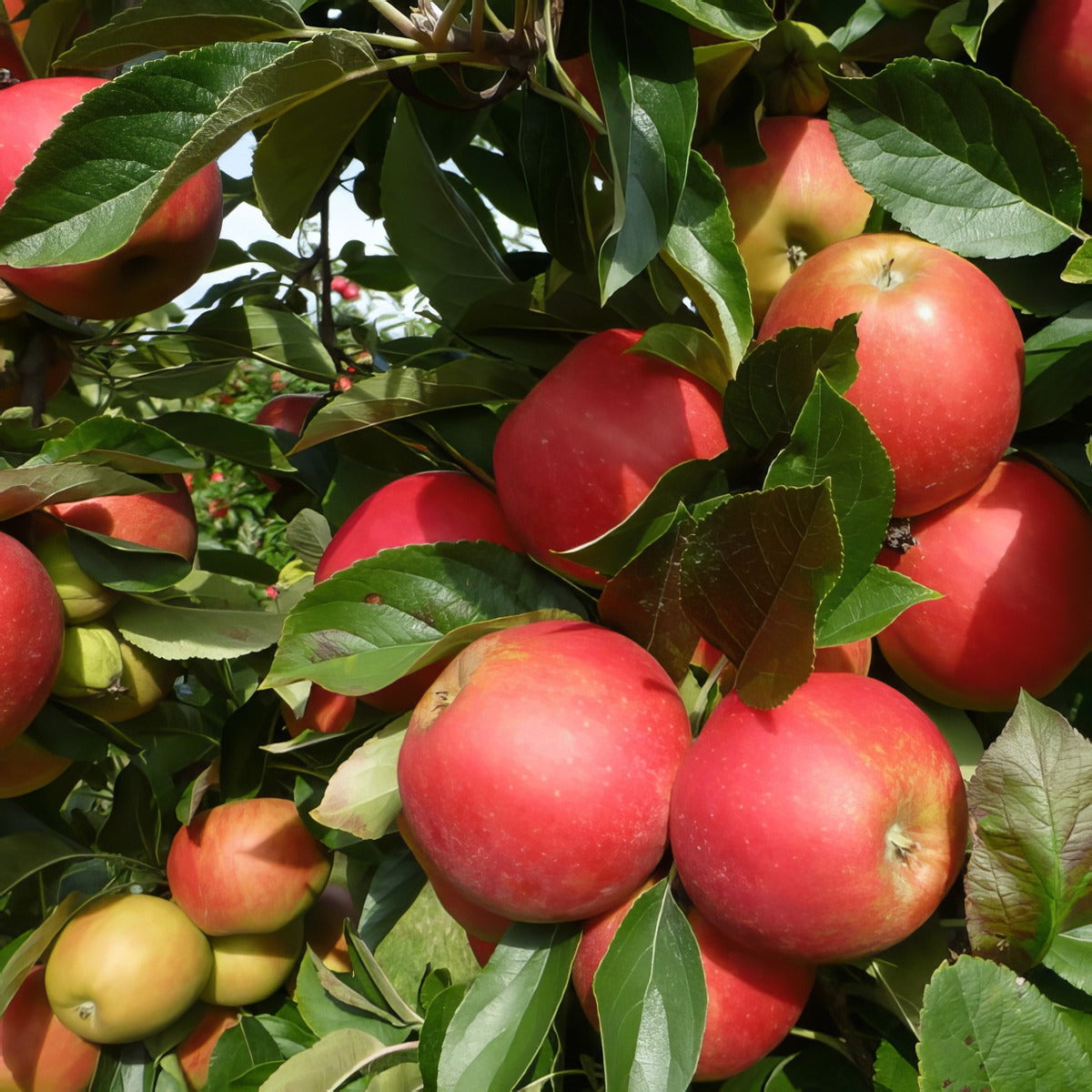 Dwarf Apple Sweet Cheeks Treappdsc - Garden Express Australia