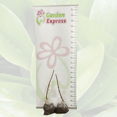 Flamenco Apple Trebapfla Size - Garden Express Australia