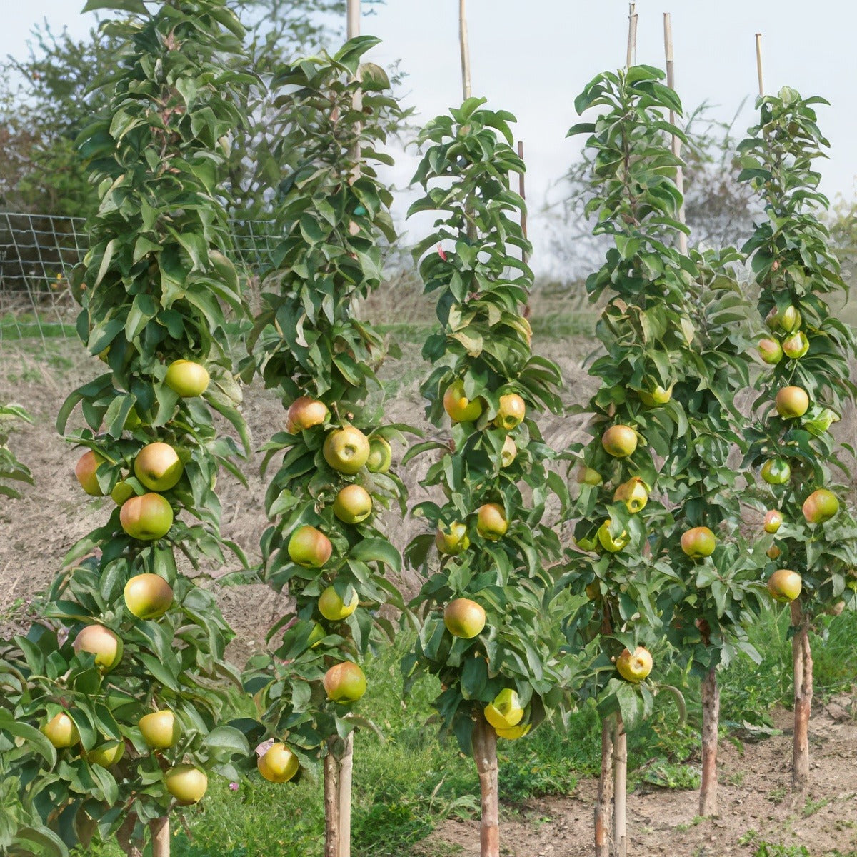 Ballerina Apple Polka - Garden Express Australia