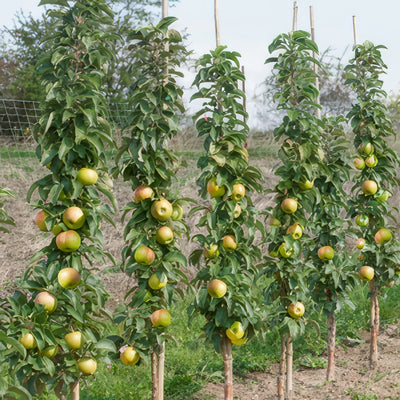 Ballerina Apple Polka - Garden Express Australia
