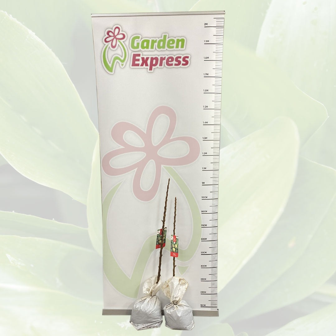 Polka Apple Trebappol Size - Garden Express Australia