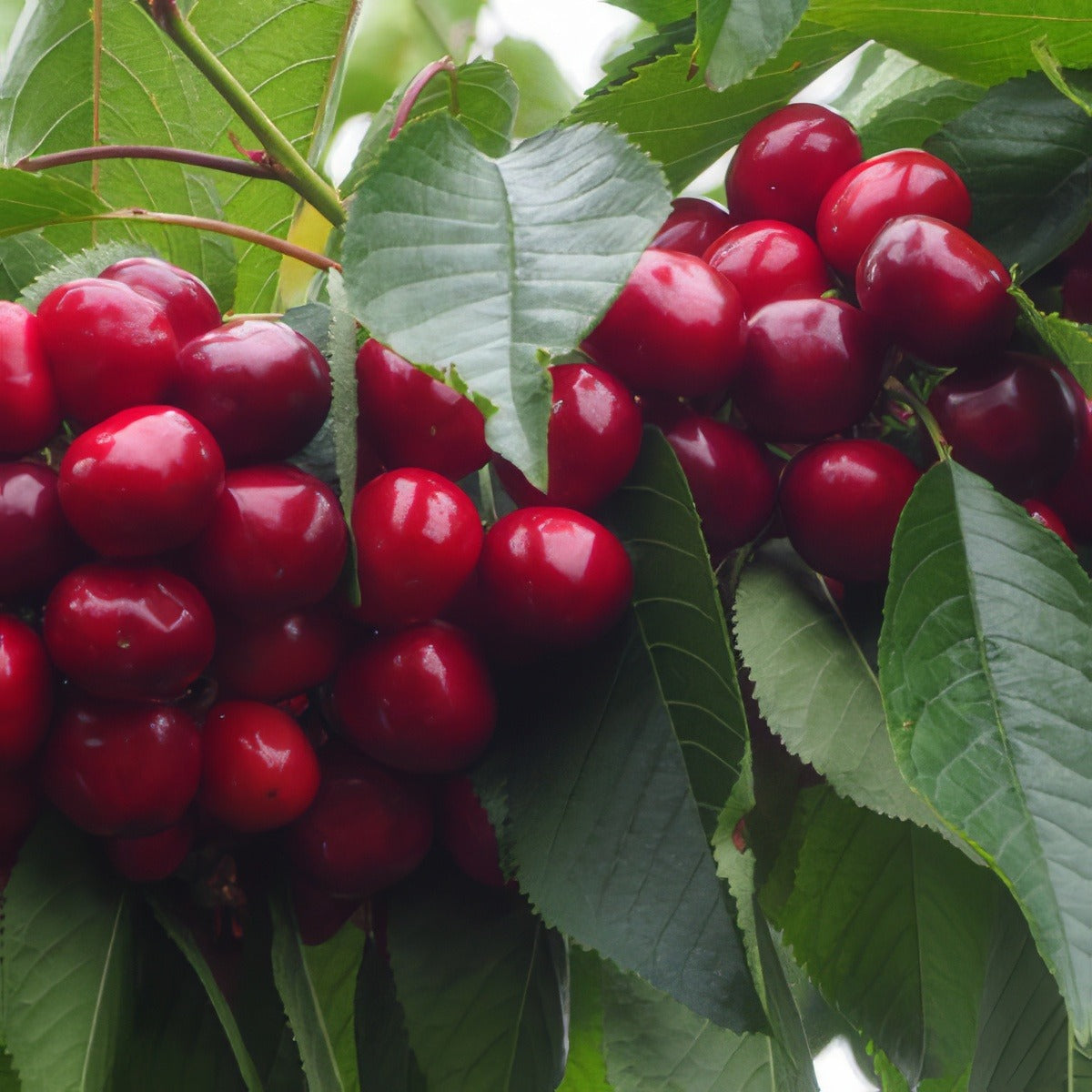 Dwarf Cherry Lapins Trechedla - Garden Express Australia