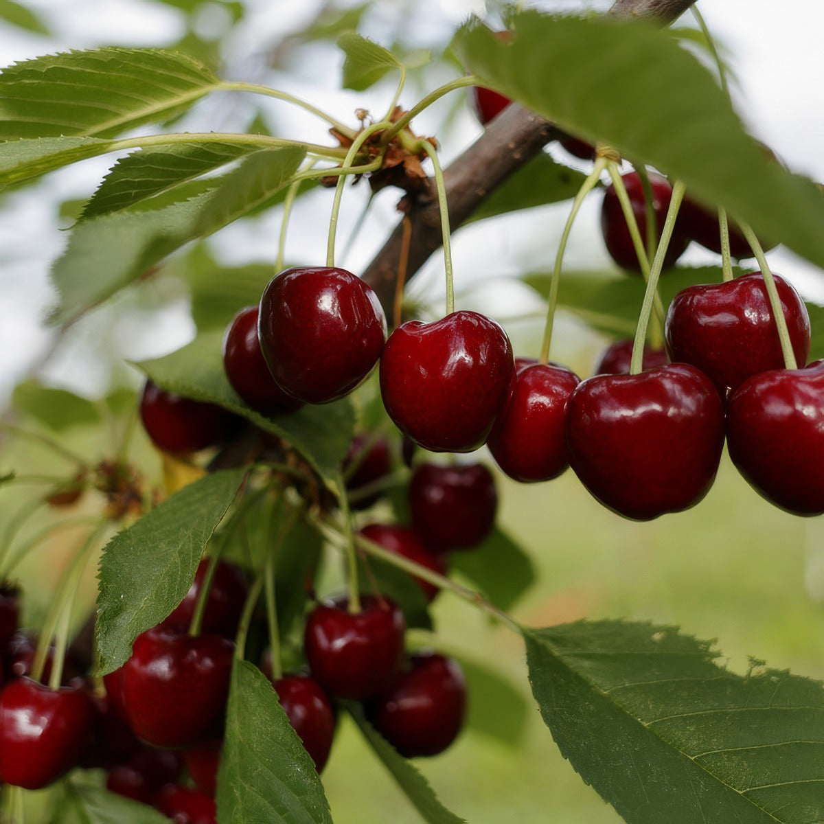 Dwarf Cherry Stella 2023 Trechedst - Garden Express Australia