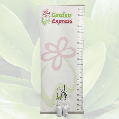 Fig White Adriatic Trefigwad Size - Garden Express Australia