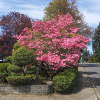 Flowering Dogwood Cherokee Chief - Garden Express Australia