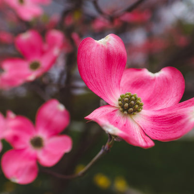 Flowering Dogwood Cherokee Chief Trefldcch - Garden Express Australia