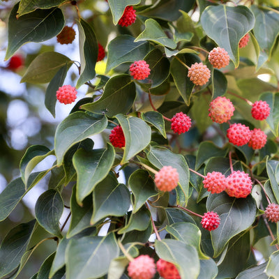 Flowering Dogwood Eric Gennet - Garden Express Australia