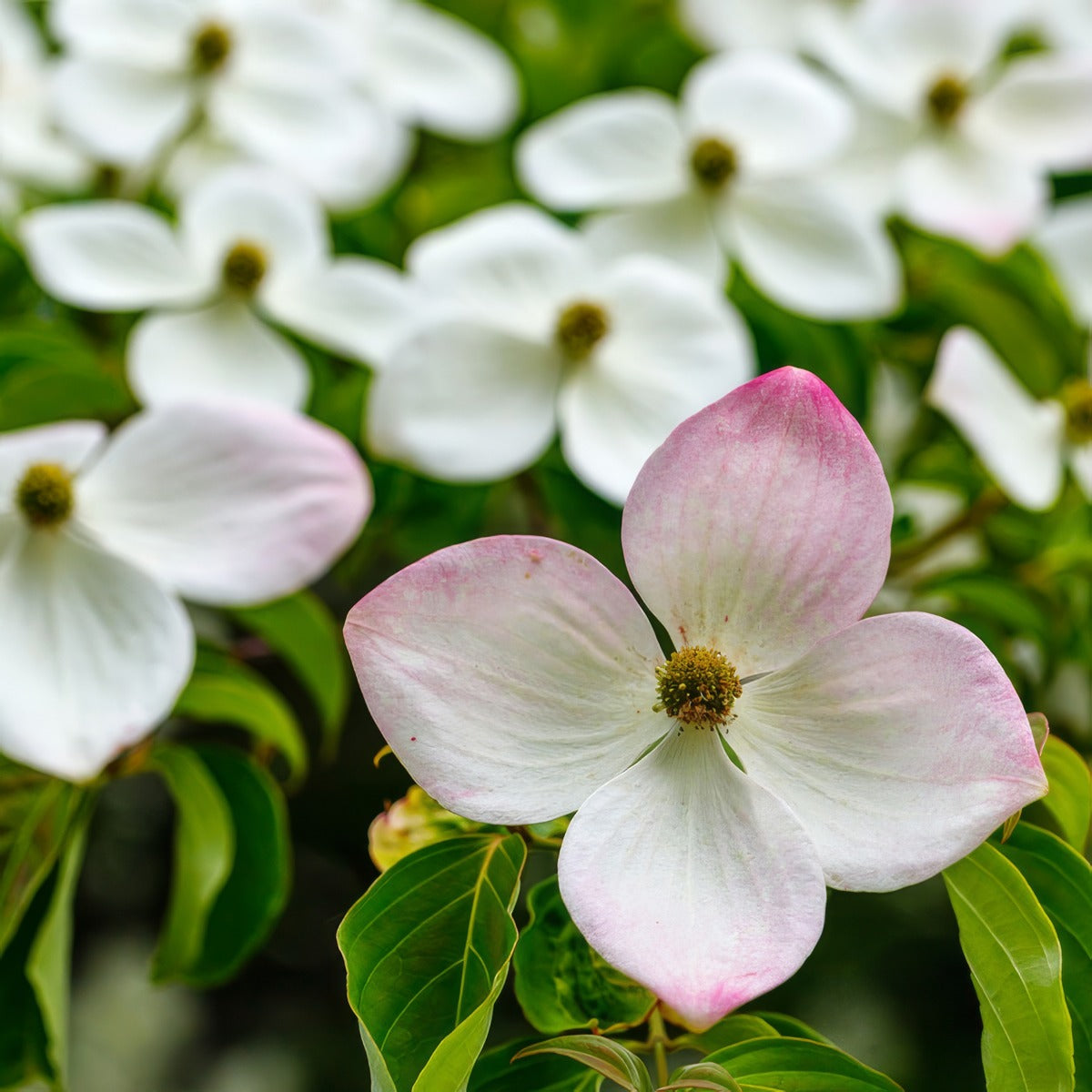 Flowering Dogwood Eric Gennet Trefldege - Garden Express Australia