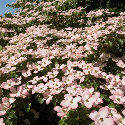 Flowering Dogwood Satomi - Garden Express Australia