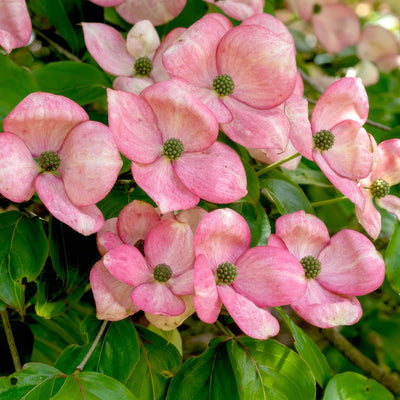 Flowering Dogwood Satomi Trefldsat - Garden Express Australia