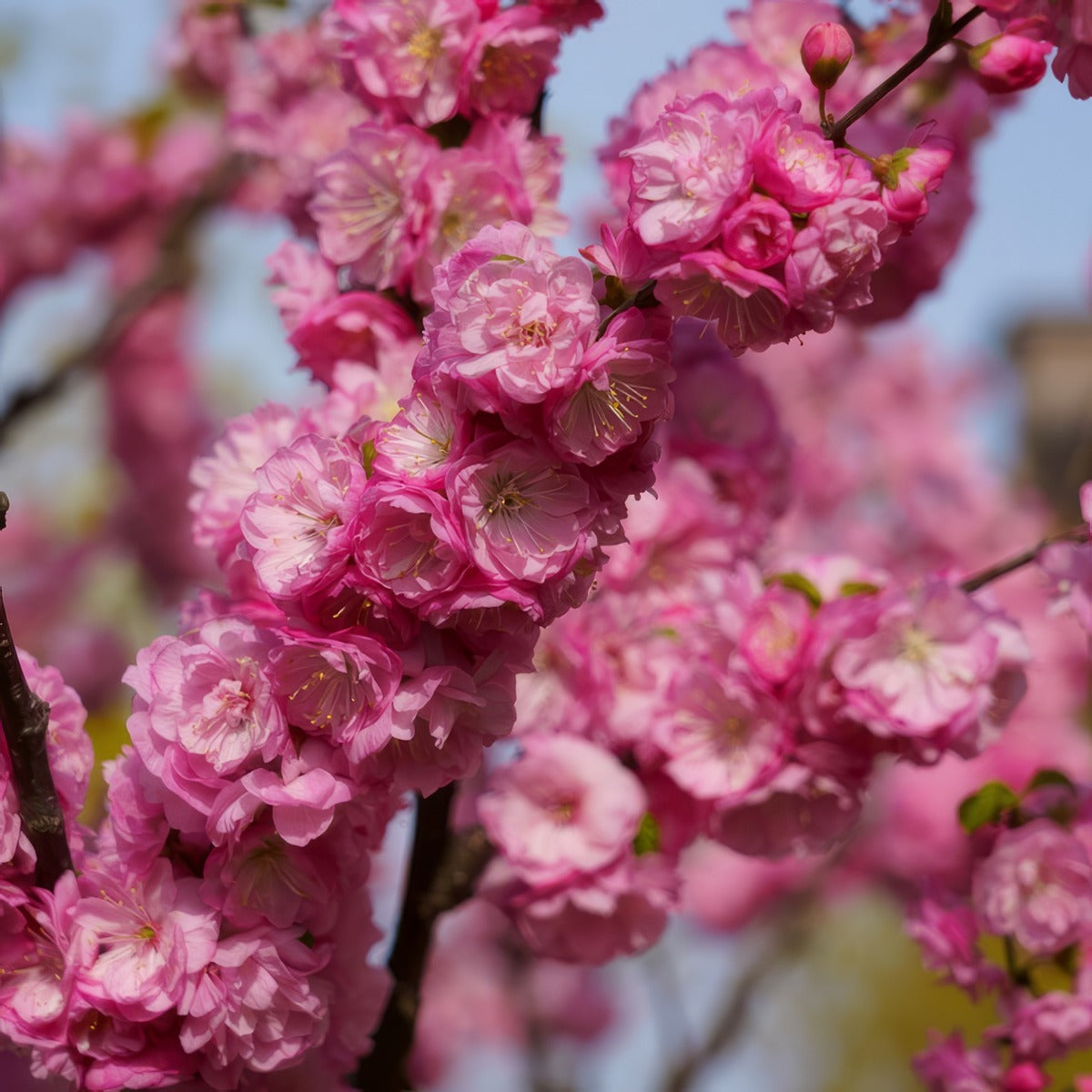 Dwarf Flowering Peach Pink Trefpdpn - Garden Express Australia