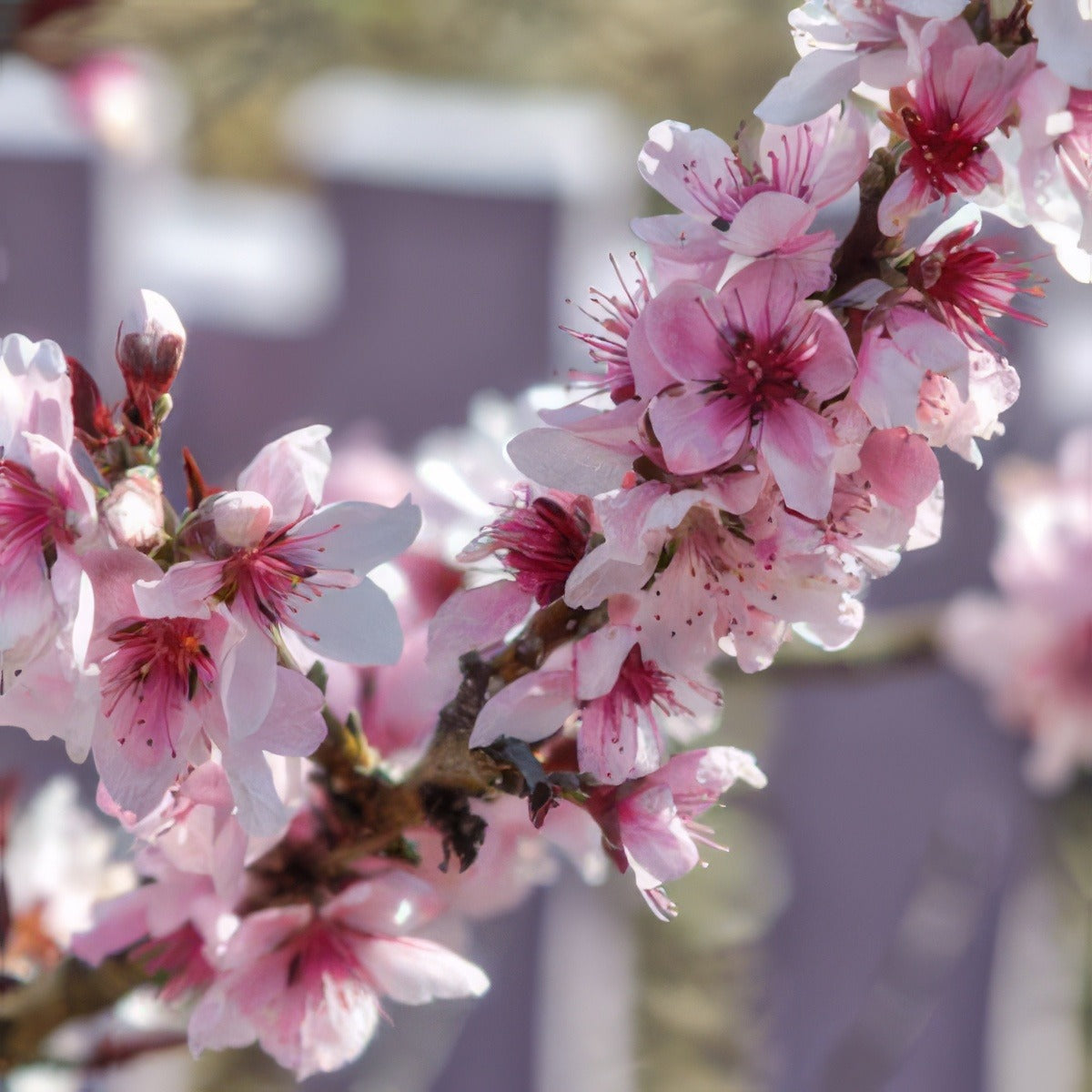 Prunus Elvins Trepruelv - Garden Express Australia