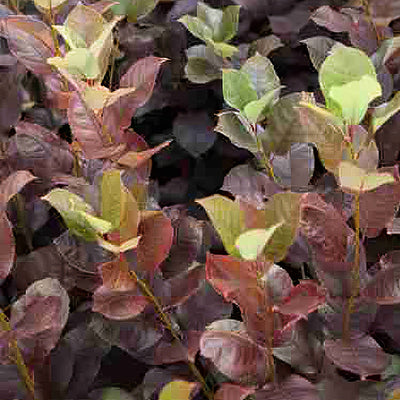 Flowering Plum Prunus Purple Jewel Leaves - Garden Express Australia