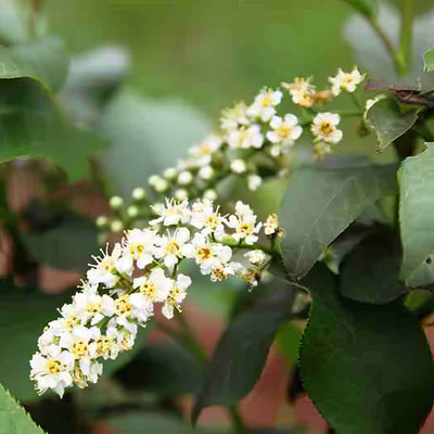 Flowering Plum Prunus Purple Jewel - Garden Express Australia