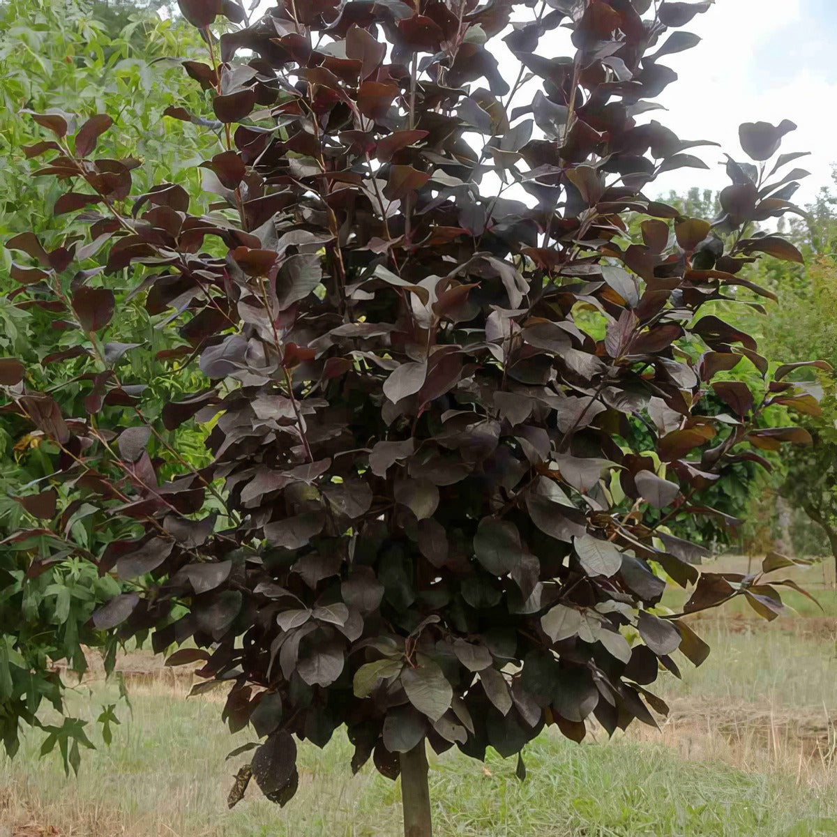 Flowering Plum Prunus Purple Jewel Trefplpje - Garden Express Australia