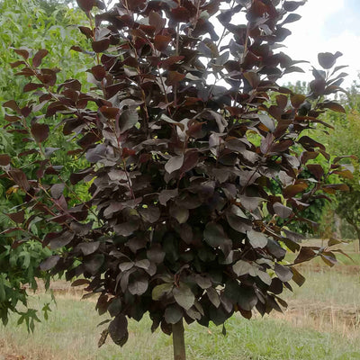Flowering Plum Prunus Purple Jewel Trefplpje - Garden Express Australia