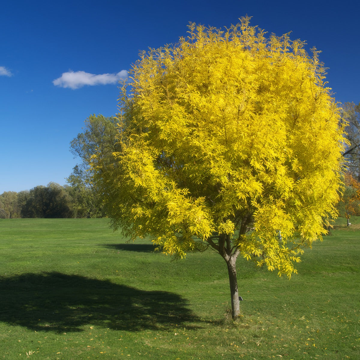 Golden Ash Tree Tregolash - Garden Express Australia