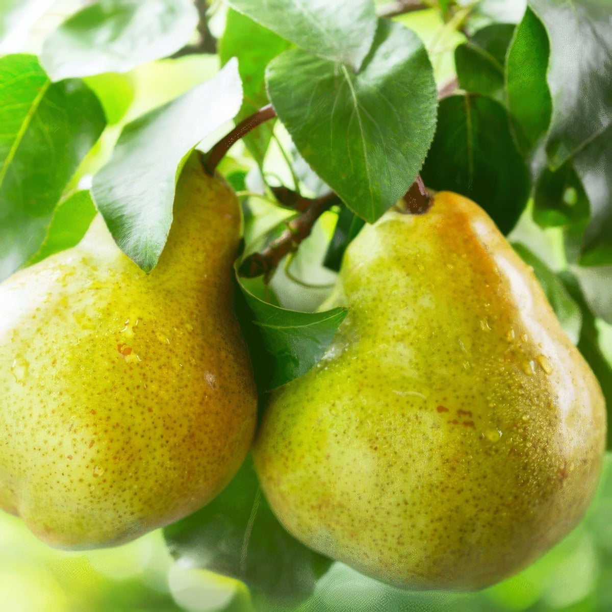 Dwarf Pear Cool Crisp Trepeadcc - Garden Express Australia