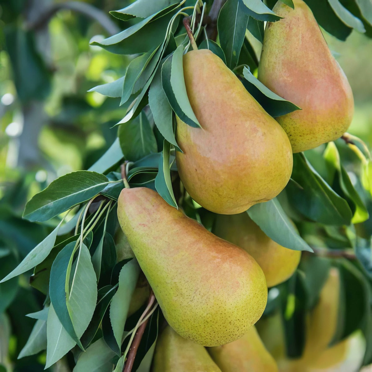 Dwarf Pear Sweet Reward Trepeadsr - Garden Express Australia