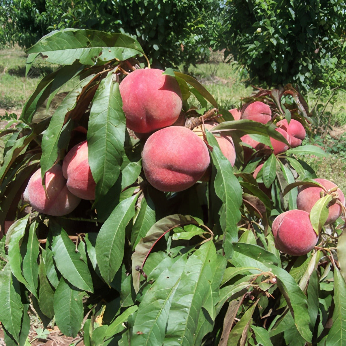 Sunset Dwarf Peach16 - Garden Express Australia