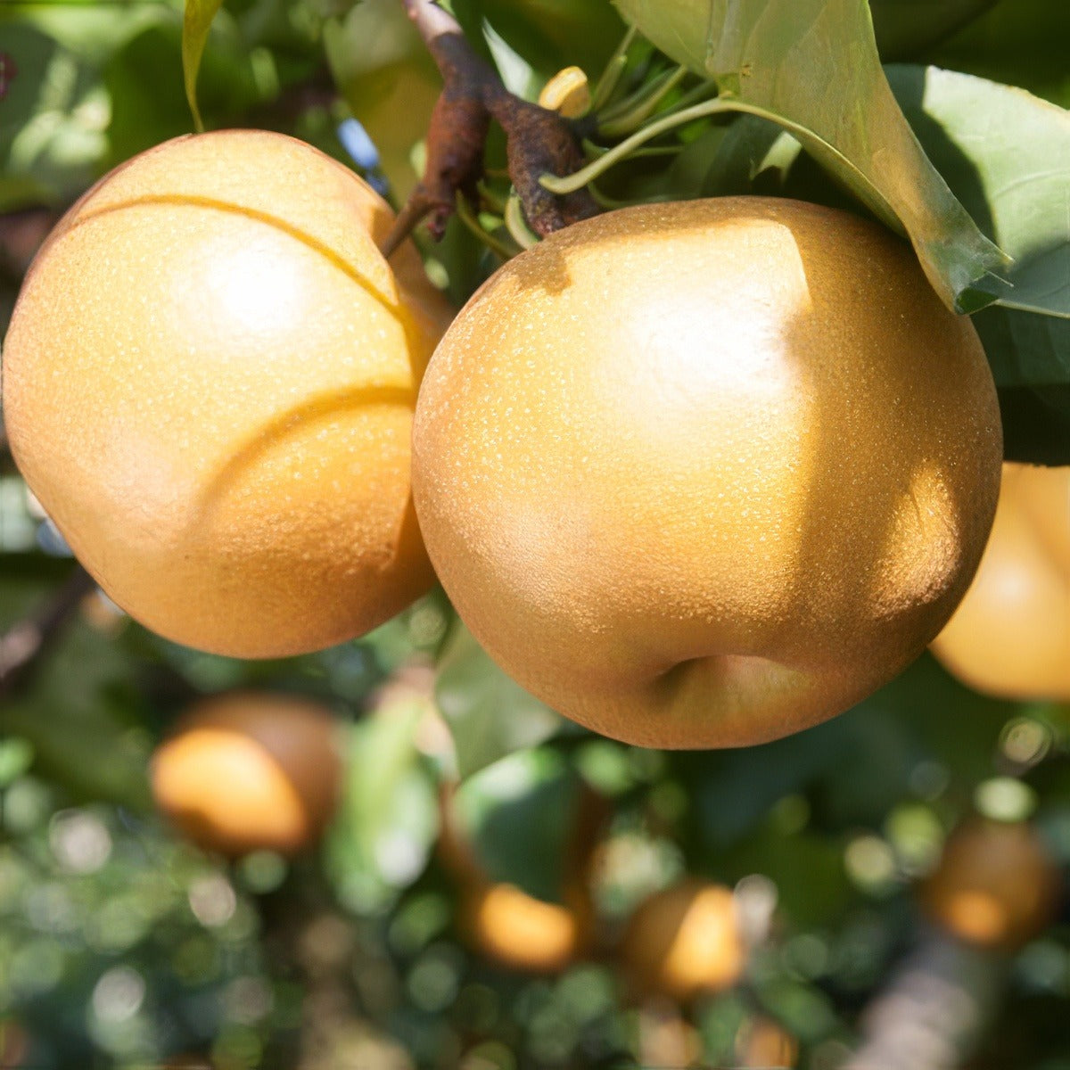 Nashi Pear Nijisseiki Trednpnij - Garden Express Australia