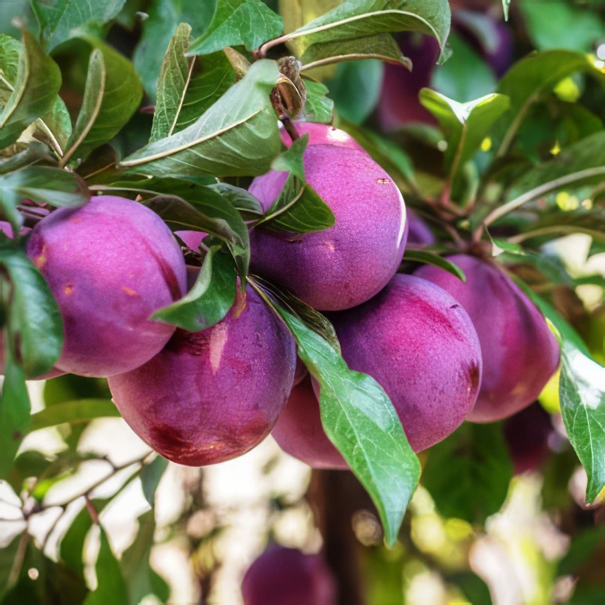 Plumscrumptious Trepluscr - Garden Express Australia