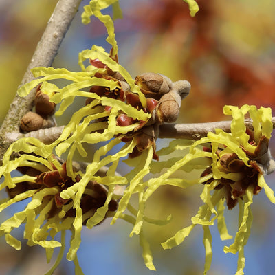 Witch Hazel Arnolds Promise Trewhaaprf - Garden Express Australia