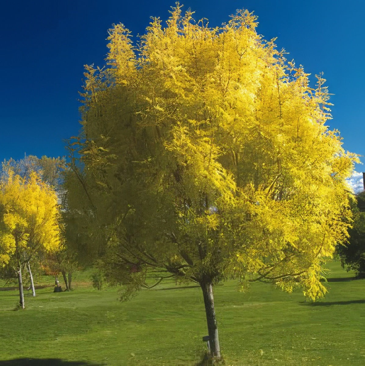 White Ash Tseashwhi - Garden Express Australia